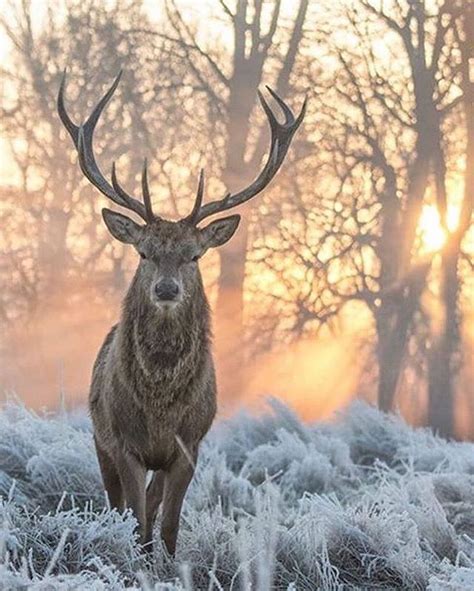 Beautiful Stag In Bushy Park In The London Borough Of Richmond Upon