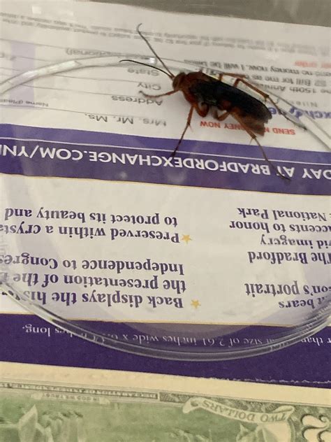 Does any one know what wasp i caught in my house in kansas : r/insects