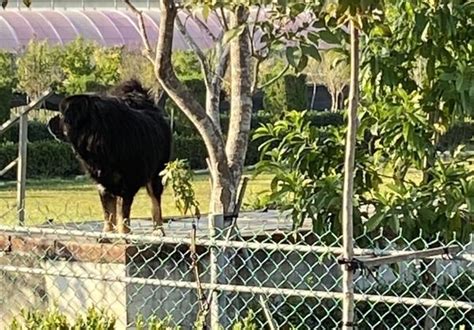 郵差送信遭3獒犬「狂啃大噴血」 動保處開罰了！飼主最高噴15萬 Ettoday社會新聞 Ettoday新聞雲