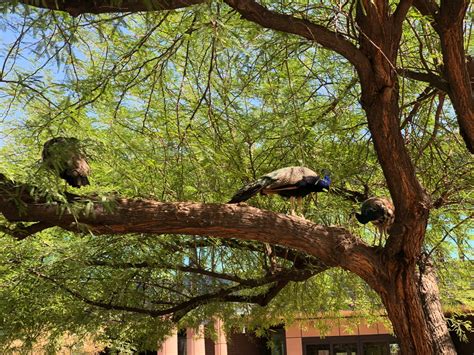 Sahuaro Ranch Park Is A Glendale Gem Heres Why You Should Visit