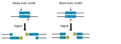 Restriction Enzymes Blunt Ends