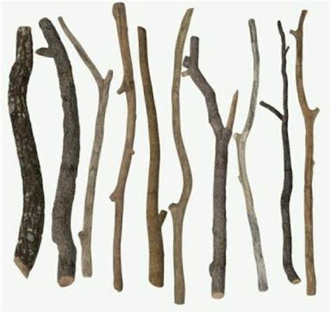 Meaning Of Twigs In Hindi And Picture Brainly In