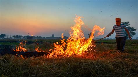 Punjab Records Over Farm Fires As Farmers Continue Stubble Burning