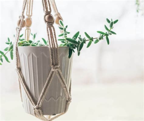 Hanging Succulents: The New Trend in House Plants — Gardening, Herbs, Plants, and Product Reviews