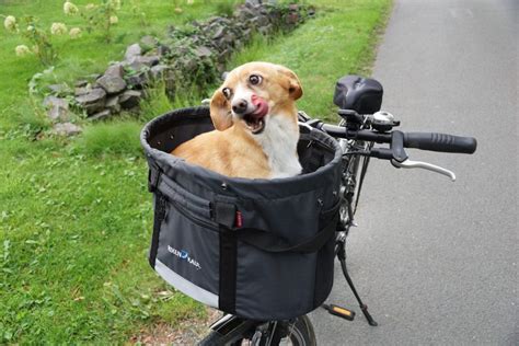 Fahrradkorb F R Hunde Im Test So Haben Alle Spa