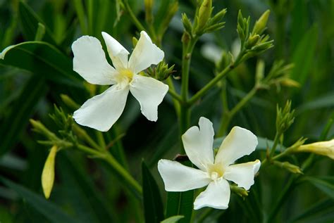 Oleander Snoeien Stekken Verzorgen Giftig Gardeners World