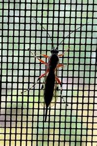 Long Thin Black Bug With Pointed Tail And Colorful Legs Pimpla