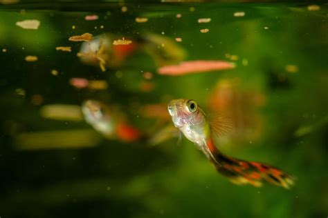 18 Common Guppy Diseases: Reasons & Treatments