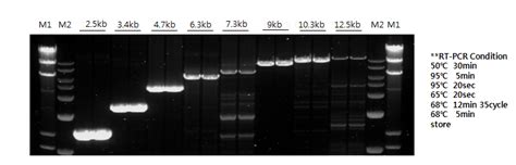 Accupower Rocketscript Rt Pcr Master Mix Rnase H Minus X Ml