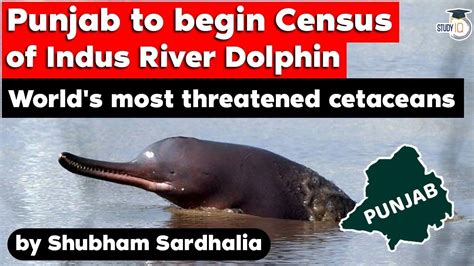 Punjab To Begin Census Of Indus River Dolphin World S Most Threatened