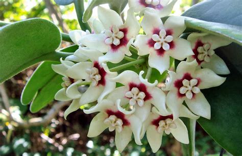 Flower Homes: Hoya Flowers