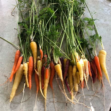 Daucus Carota Subsp Sativus Rainbow Carrot Rainbow Uploaded By