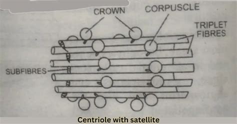 What Are Centrioles? Definition, Functions, Structure - 2025