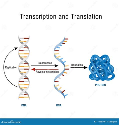 Dna Replication Protein Synthesis Transcription And Translation Stock Vector Illustration