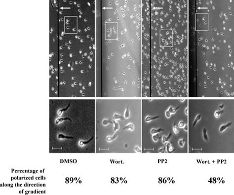 Inhibition Of Cell Polarization Toward A Cxcl8 Gradient In The Zigmond Download Scientific