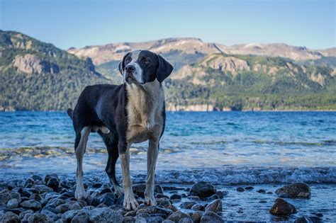 Se Permiten Perros En El Lago Almanor