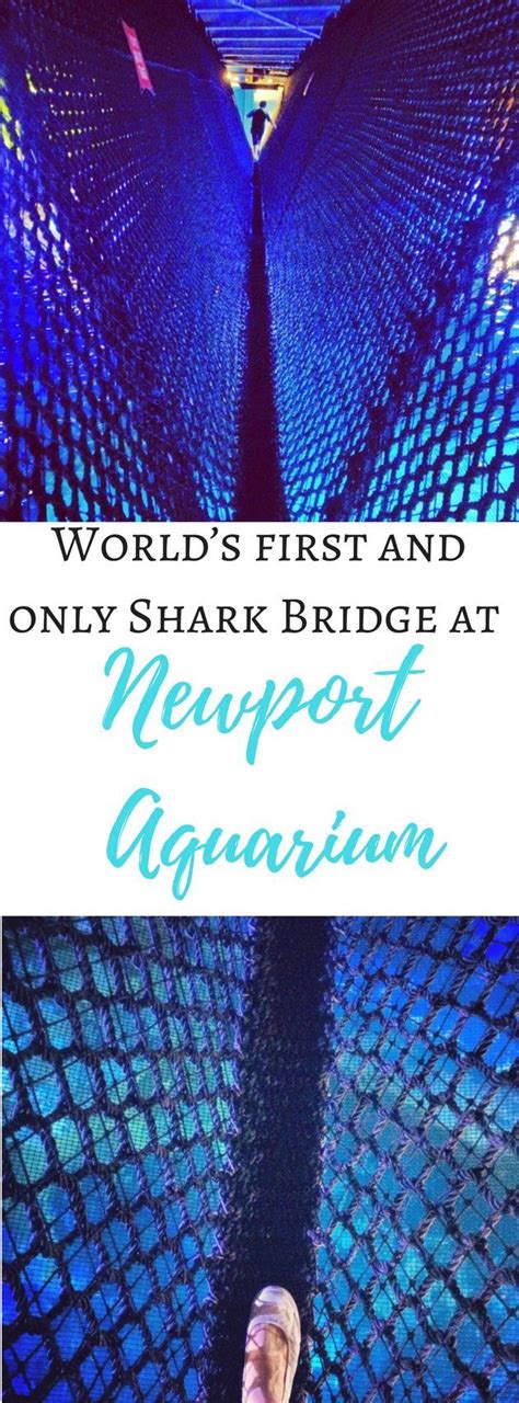 Kentucky aquarium shark bridge - pinoyjulu