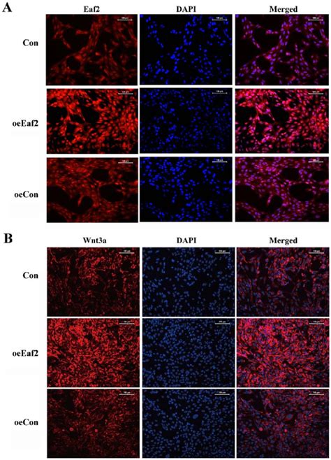 Hle B3 Cells As Observed By Fluorescence Microscopy Download