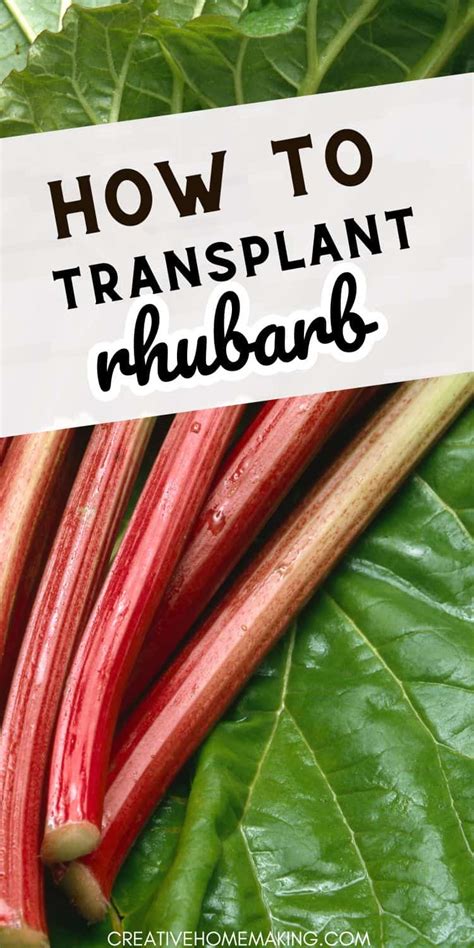 The Ultimate Guide To Transplanting Rhubarb Creative Homemaking