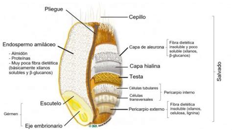 La Harina De Trigo