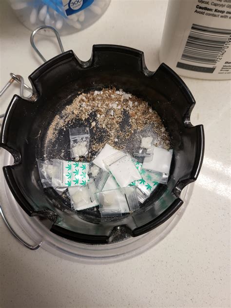 Lord knows I tried, been a witness to homicide Seen drive-bys takin