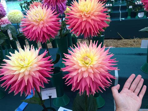 National Dahlia Society Annual Show 2014 Rhs Wisley Jack Wallington