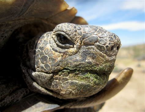 About Desert Tortoises - Desert Tortoise Council