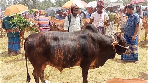 আজ ১ জুন২৩ কি দামে চট্টগ্রামের ব্যবসায়ী মাংসের ওজন সহ বড় বড় ষাঁড় গরু কিনছেন Youtube