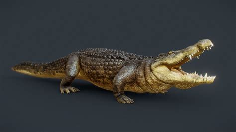 Crocodile Alligator 3d Model Rigged And Low Poly Game Ready Atelier Yuwaciaojp