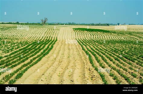 Gram crop in rows in the desert Stock Photo - Alamy