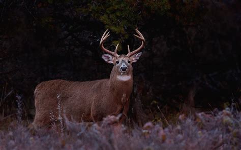 Deer Full Hd Wallpaper And Background Image 1920x1200 Id401721