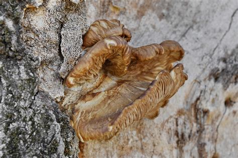 Free picture: nature, wood, fungus, upclose, mushroom, environment