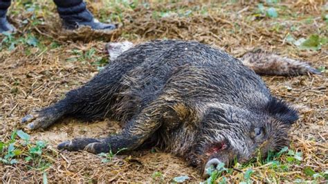 Trovati Cinghiali Morti Peste Suina Africana Nel Salernitano