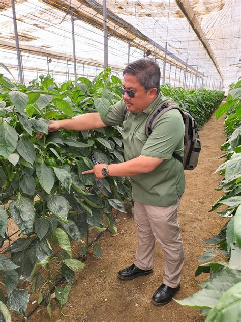 Pengendalian Hama Terpadu Berbasis Musuh Alami Digunakan Di Greenhouse