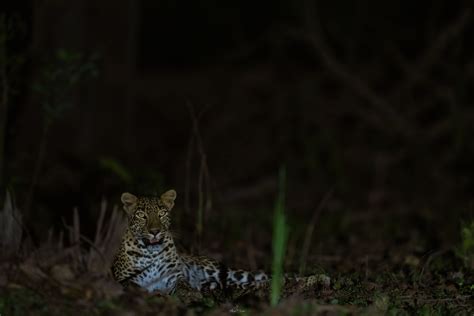 Flora & Fauna of Kanha of Kanha National park