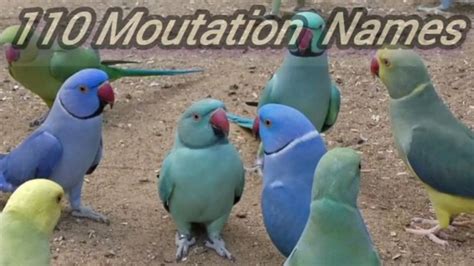 Indian Ringneck Parrots Latest Colourful Moutation Breeding Setup Aviary Home Of Parrots Youtube