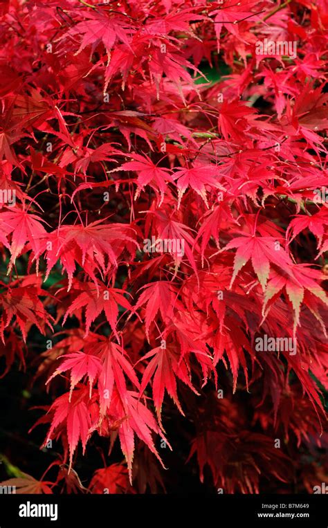 Acer Palmatum Autumn