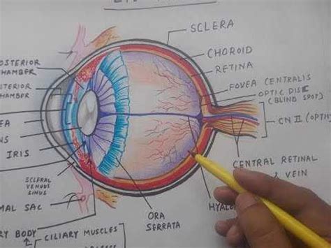 anatomical illustration  intricate structure   human eye