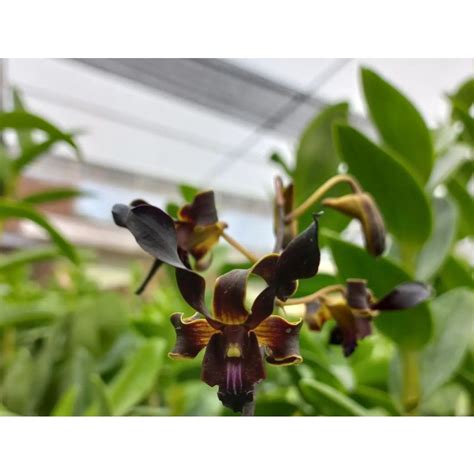 Jual Remaja Dendrobium Black Mamba X Vian Shopee Indonesia