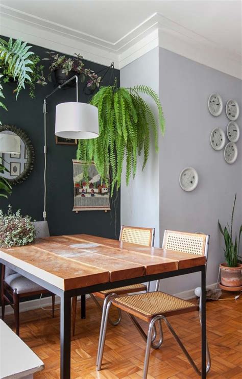 Samambaia Como Cuidar e 60 Ideias de Decoração a Planta