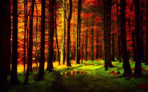 Autumn Forest Wallpapers - Wallpaper Cave