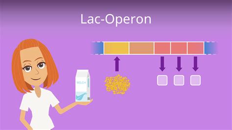 Lac Operon Animation