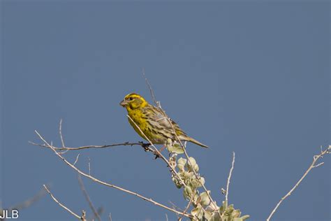 Serin Cini M Le Be I Jean Louis Bickel Flickr