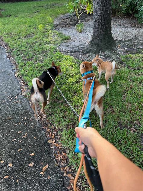 ADOPTED Koji Red 24lb Eiji Black Tan 27lb Male Shiba Inus Shiba