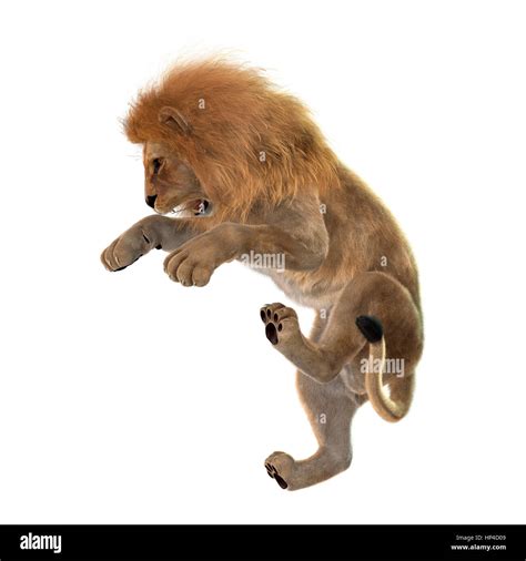 Jumping of the lion hi-res stock photography and images - Alamy