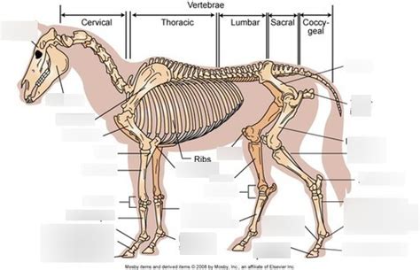 Equine Skeleton Diagram Quizlet