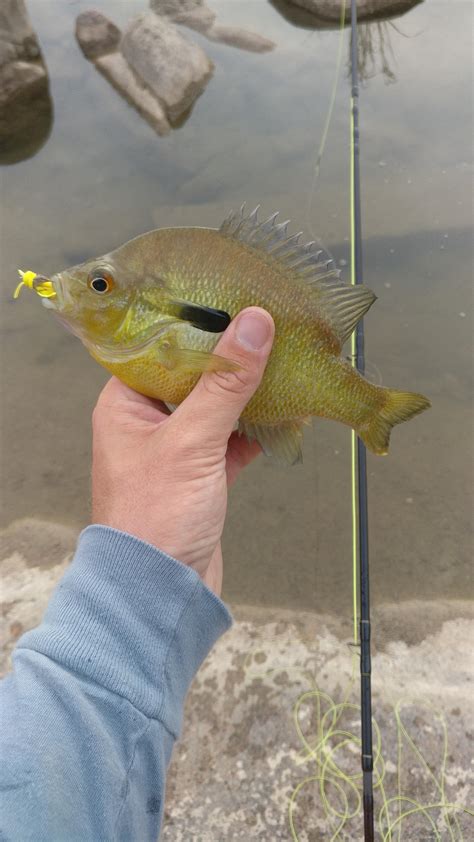 Catching big sunfish on a sunny day : r/flyfishing