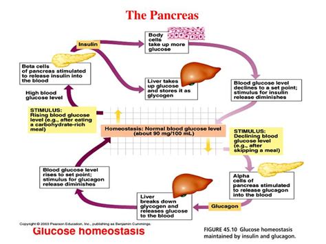 PPT - Glucose homeostasis PowerPoint Presentation, free download - ID ...