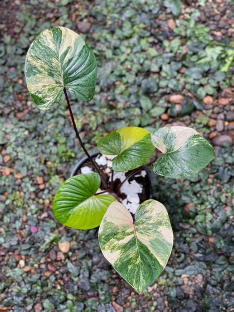 Homalomena Rubescens Variegated Pink Rose Variegated Etsy