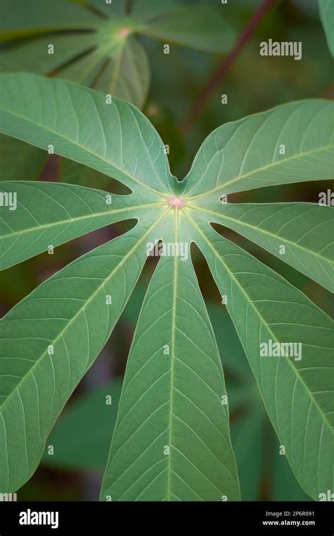 Cassava Plant Leaves